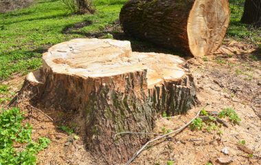 Stump Grinding and Stump Removal