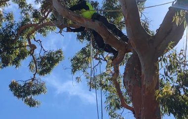 Tree Pruning and Tree Trimming tree-removal