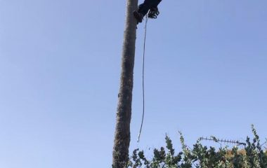 Tree Pruning and Tree Trimming tree-removal
