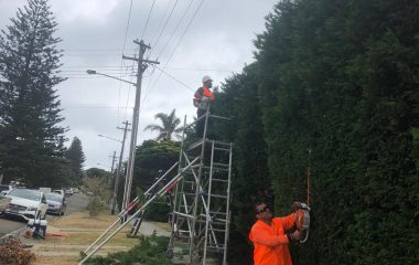 Tree Trimming and Tree Pruning Sydney