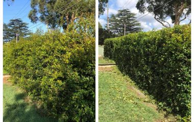 Tree Trimming and Tree Pruning Sydney