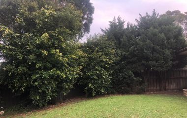 Land Clearing and Site Preparation Tree Pruning and Tree Trimming tree-removal